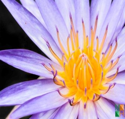 Tranh dán tường hoa súng FW - 301